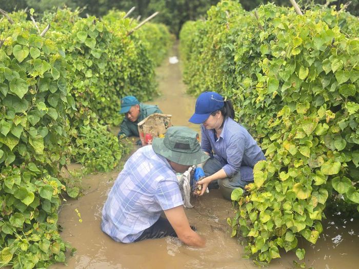 Hỗ trợ người dân xã Cát Tiên thu hoạch hoa màu "chạy lũ"