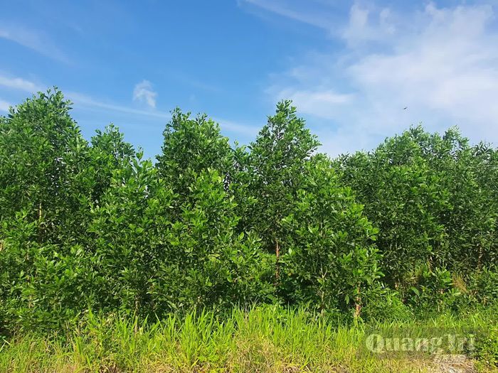 Hiện có 1.346.843,2m2 đất được UBND tỉnh thu hồi của Công ty CP Việt Trung Quảng Bình, trả về địa phương quản lý, bị người dân lấn, chiếm, trồng keo từ năm 2009 trở về trước - Ảnh: B.T
