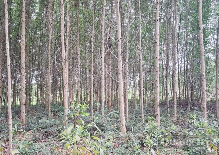 Hiện có 1.346.843,2m2 đất được UBND tỉnh thu hồi của Công ty CP Việt Trung Quảng Bình, trả về địa phương quản lý, bị người dân lấn, chiếm, trồng keo từ năm 2009 trở về trước - Ảnh: B.T