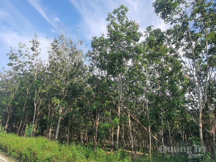 Quản lý lỏng lẻo dẫn đến hiện có 7,62ha đất thuộc quyền quản lý của Công ty CP Việt Trung Quảng Bình bị dân lấn chiếm và tranh chấp - Ảnh: B.T