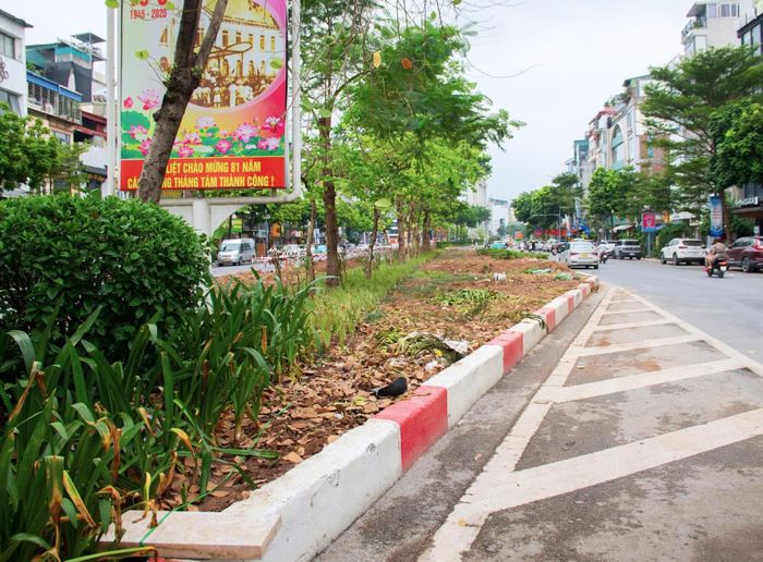 Dải phân cách giữa phố Ô Chợ Dừa hiện có bề rộng lớn, được bố trí cây xanh, hoa tạo cảnh quan đô thị. Sau khi cải tạo, tuyến đường vẫn duy trì giao thông hai chiều, với dải phân cách cố định ở giữa.