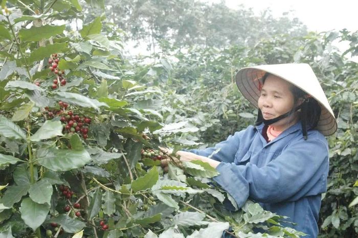 Thu hoạch cà phê tại Tây Nguyên. Ảnh: Đức Thanh