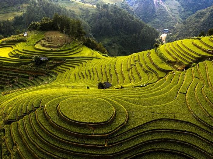 Sắc vàng ruộng bậc thang ở Mù Cang Chải.