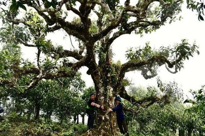 Chè Shan tuyết cổ thụ tại thôn Chồ Chải, xã Hoàng Thu Phố, gần Bản Liền, được công nhận là Cây Di Sản Việt Nam.