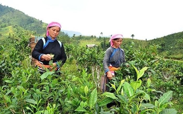 Sản phẩm chè Shan tuyết Bản Liền đạt chứng nhận sản phẩm OCOP 5 sao và được xuất khẩu sang 40 quốc gia.