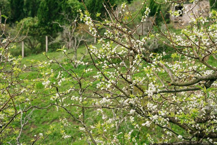 Hoa mận trái mùa khiến nhiều du khách thích thú khi bắt gặp giữa hành trình khám phá Mộc Châu.