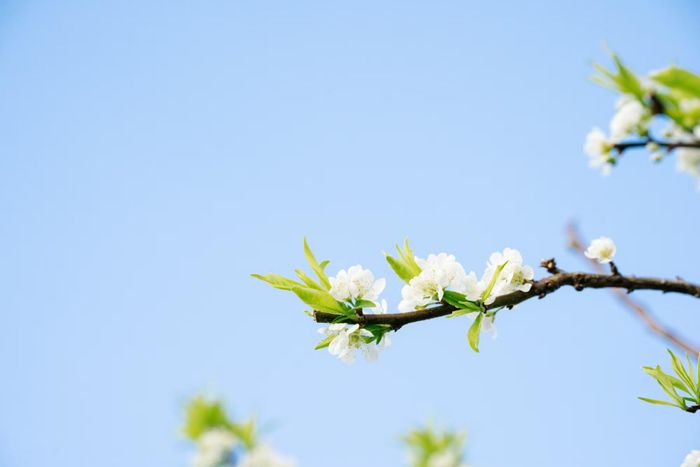 Những chùm hoa mận trắng nổi bật giữa màu xanh của lá trong tiết trời se lạnh tháng 10.