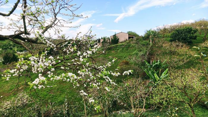 Không rực rỡ, hoa mận trái mùa vẫn đủ sức tạo nên một nét chấm phá riêng cho Mộc Châu tháng 10.