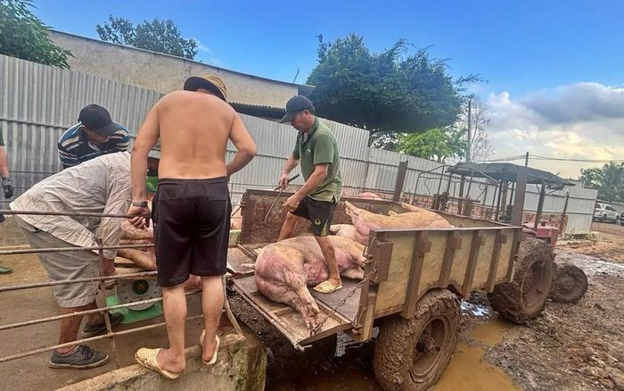Hình ảnh các đối tượng nuôi heo bằng chất cấm và chở đi tiêu thụ ngoài thị trường.