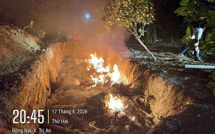 Cơ quan chức năng tiêu huỷ số lượng lớn heo nuôi bằng chất độc hại. Ảnh: CATPHCM