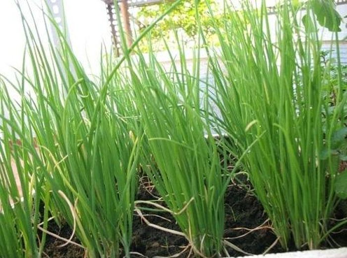 Hành lá là loại rau gia vị được trồng phổ biến ở Việt Nam