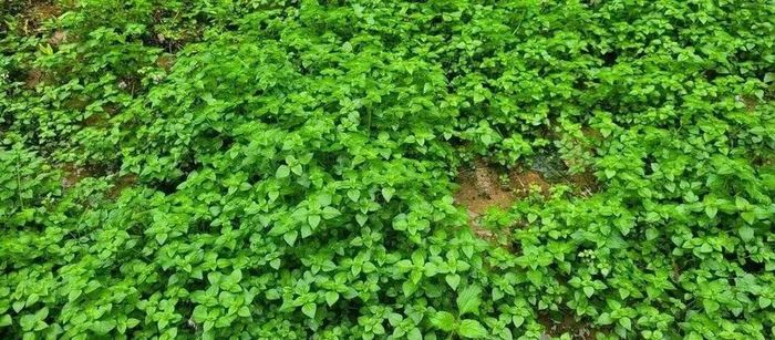 Rau âu là loại rau rừng quen thuộc với người dân vùng cao - Ảnh minh hoạ