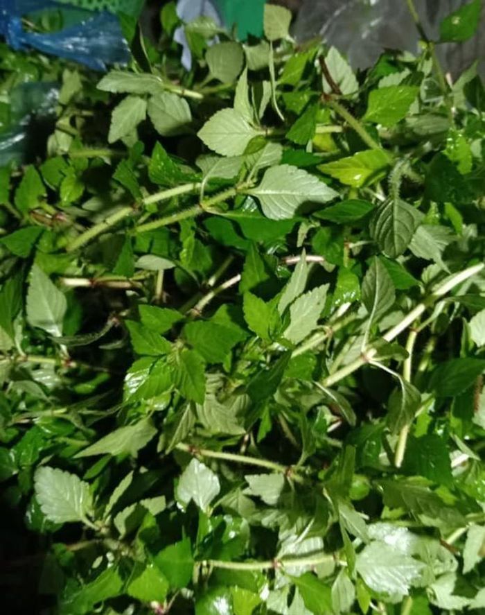 Từ món rau dân dã trong bữa cơm vùng cao, rau âu bắt đầu xuất hiện tại các nhà hàng chuyên đặc sản - Ảnh minh hoạ