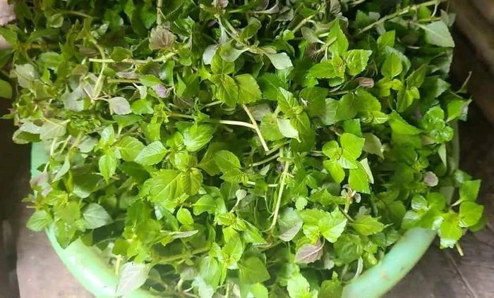 Loại rau này gây chú ý bởi vị ngọt mát, mùi thơm nhẹ - Ảnh minh hoạ