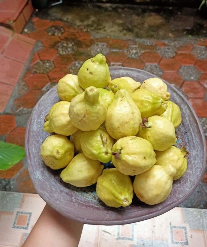 Ổi mỡ khi chín có mùi rất thơm - Ảnh minh hoạ