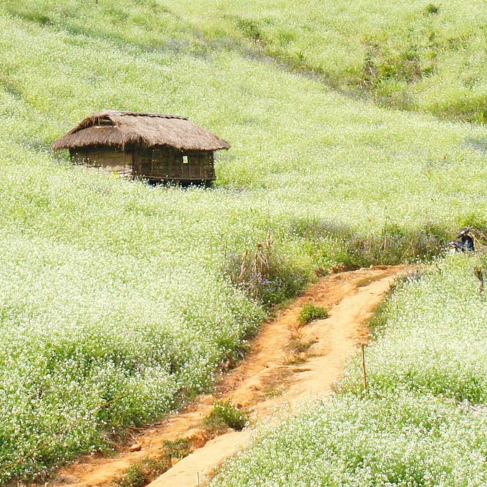 Hoa cải trắng nở rộ - Ảnh: Nguyễn Chí Nam
