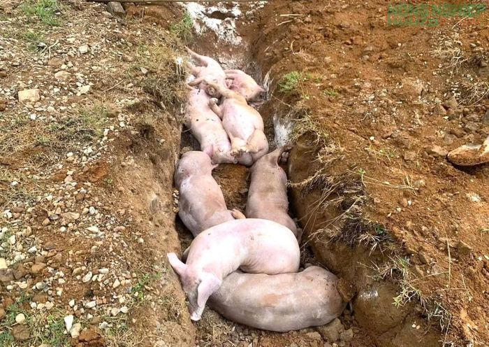 Xã Anh Sơn đã tiêu hủy hơn 6,5 tấn lợn nhiễm bệnh, đảm bảo vệ sinh môi trường, tránh lây lan dịch bệnh.