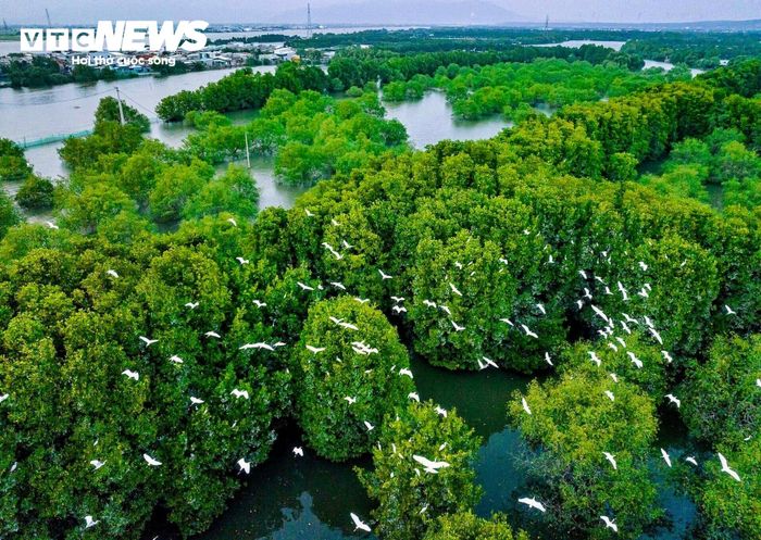 Một góc hệ sinh thái Cồn Chim - Đầm Thị Nại, nơi đóng vai trò quan trọng trong việc điều tiết khí hậu tại Quy Nhơn.