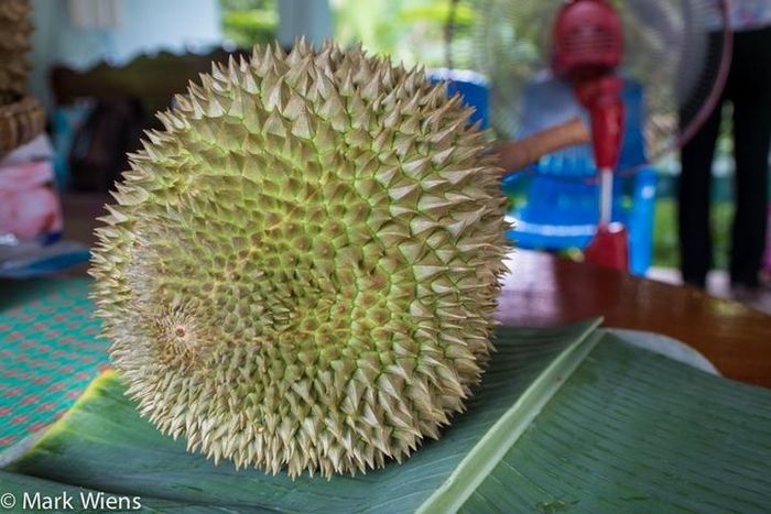  Sau khi trồng, phải mất khoảng 6 năm cây sầu riêng khỏe mạnh mới cho trái. Khi cây bắt đầu ra hoa, phải mất từ 90 - 150 ngày mới đậu quả, tùy thuộc vào giống cây. (Ảnh: Migrationology) 
