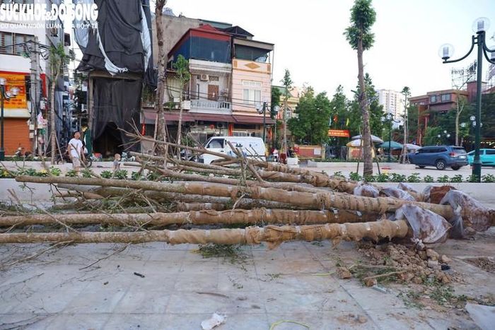 Cây xanh được sử dụng chuẩn bị trồng hai bên vỉa hè và dải phân cách tuyến đường.