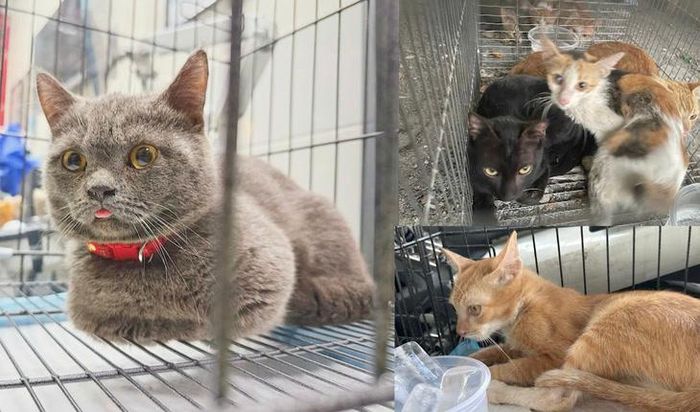 Các đối tượg đã trộm và tiêu thụ khoảng 2.700 con mèo. Ảnh: CACC.