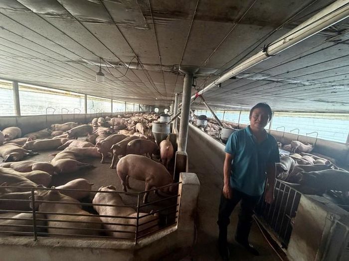 Tại 7 cơ sở, trang trại thuộc các phường Trị An, Dầu Giây và các xã Hưng Thịnh, Bàu Hàm, lực lượng chức năng phát hiện tổng cộng 3.909 con heo dương tính với Salbutamol. Ảnh: CACC.
