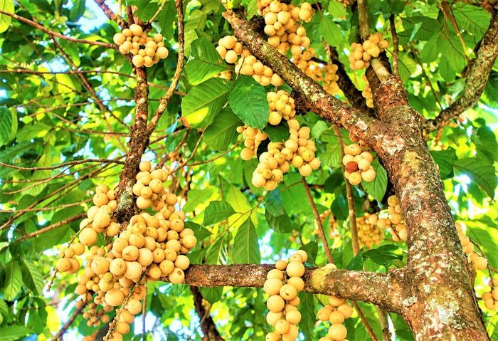 Những trái bòn bon chín vàng óng. Ảnh: NT.