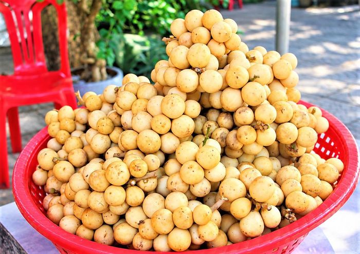 Những trái bòn bon được người dân hái xuống để bán cho thương lái. Ảnh: TT.