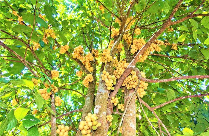 Một cây bòn bon cho ra trái hơn 2 tạ. Ảnh: CĐ.