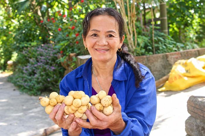 Niềm vui của người dân thu hoạch bòn bon được mùa. Ảnh: NT.