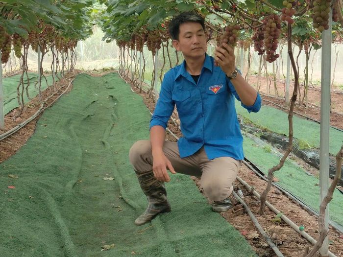 Anh Hoàng Quốc Toản,  Giám đốc HTX nông trại hữu cơ Thái Bình (xã Hồng Minh, tỉnh Hưng Yên) tại vườn nho được sản xuất theo phương pháp hữu cơ, tuần hoàn, ứng dụng công nghệ cao. Ảnh: Duy Hưng.