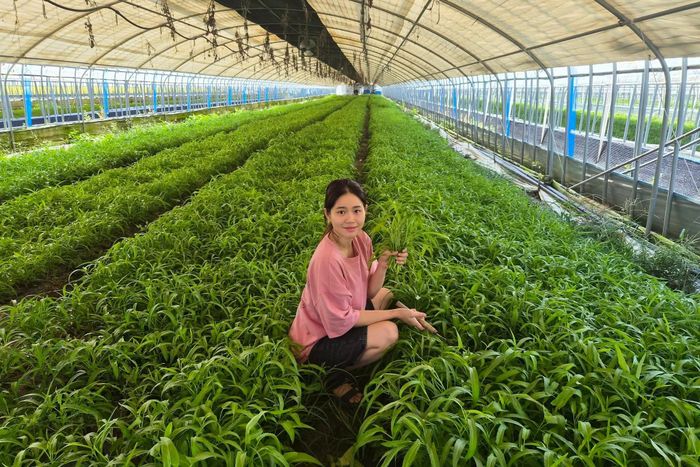 Vườn rau muống xanh mướt của chị Thùy tại Hàn Quốc.