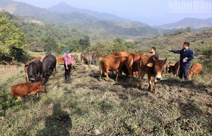 Một trang trại chăn nuôi trâu, bò của bà con đồng bào H'Mông ở xã rẻo cao Na Ngoi. (Ảnh: TRẦN TRUNG HIẾU)
