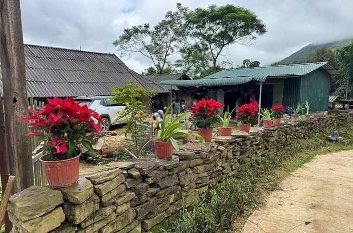 Trên các bức tường xếp bằng đá ở bản Tù Lu-Tìa Ló đều được trang trí cây và hoa tươi mát, tạo không gian thanh bình cho bản dân tộc Mông ở trên núi Phù Lồng. (Ảnh: LÊ LAN)