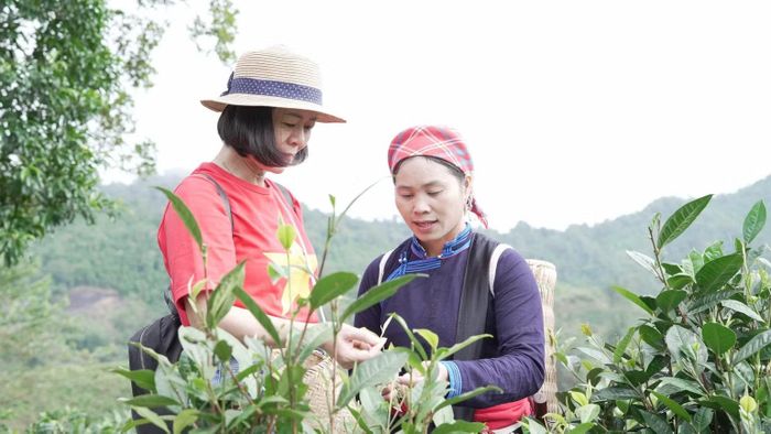 Du khách trải nghiệm hái chè cùng người Tày ở bản Liền. (Ảnh: Duy Doanh)