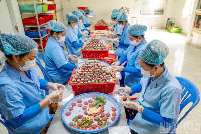 Chị Đặng Thị Ngọc Thùy, chủ cơ sở nem Hoàng Khánh (xã Lai Vung) cho biết khâu chọn nguyên liệu là quan trọng nhất trong việc làm nem chua.