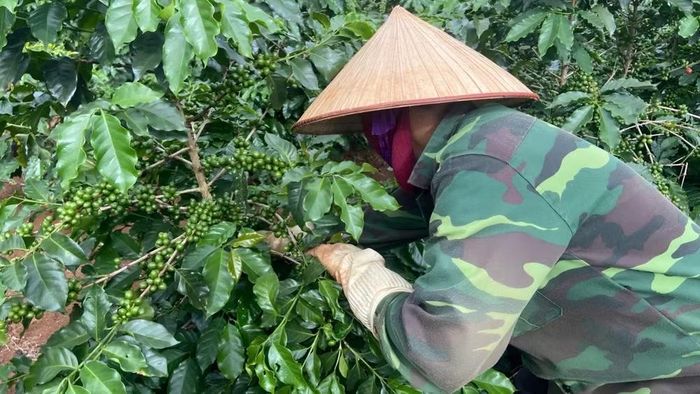 EUDR đặt ra yêu cầu mới về truy xuất nguồn gốc, dữ liệu vùng trồng và phương thức canh tác cà-phê gắn với bảo vệ tài nguyên. (Ảnh: Báo Nông nghiệp Việt Nam)