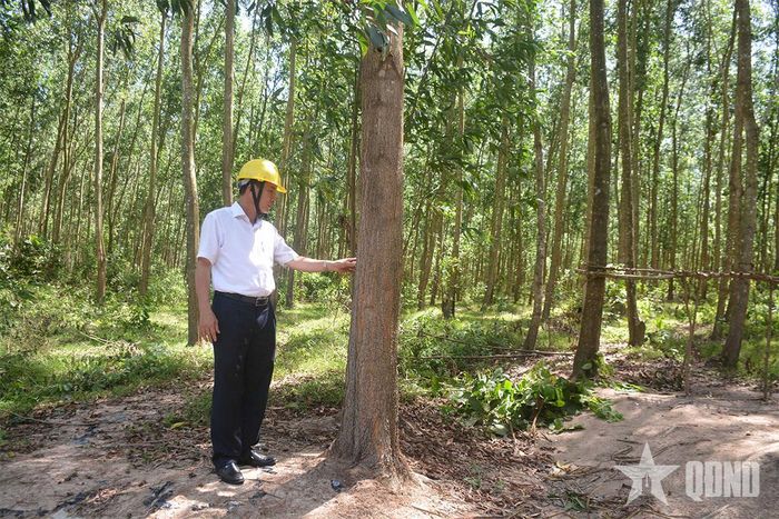 Tín chỉ carbon rừng Việt Nam sẽ là nguồn cung lớn cho sàn giao dịch trong tương lai. Trong ảnh: Khu rừng trồng tại xã Bình Hiệp, tỉnh Gia Lai.