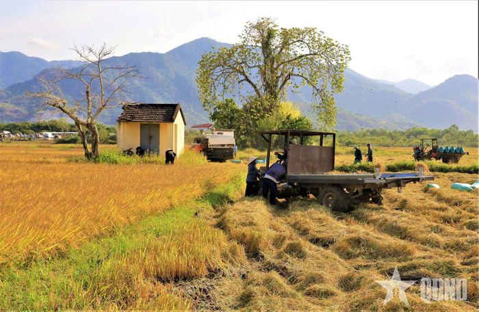  "Bức tranh" đồng quê đầy thơ mộng.