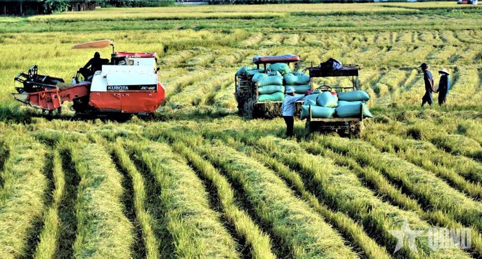  Những bao thóc chuẩn bị được đưa về nơi tập kết.