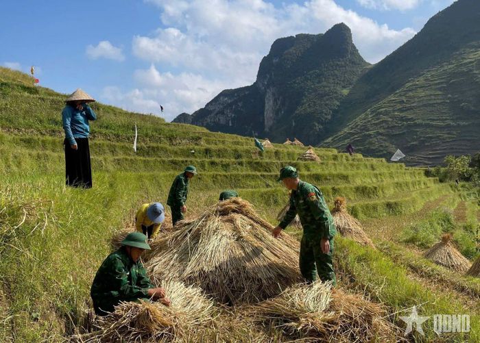Cán bộ, chiến sĩ và nhân dân thu gom rơm dự trữ thức ăn mùa đông cho gia súc.
