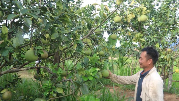 Anh Nguyễn Xuân Giao bên vườn cây ăn trái của gia đình.