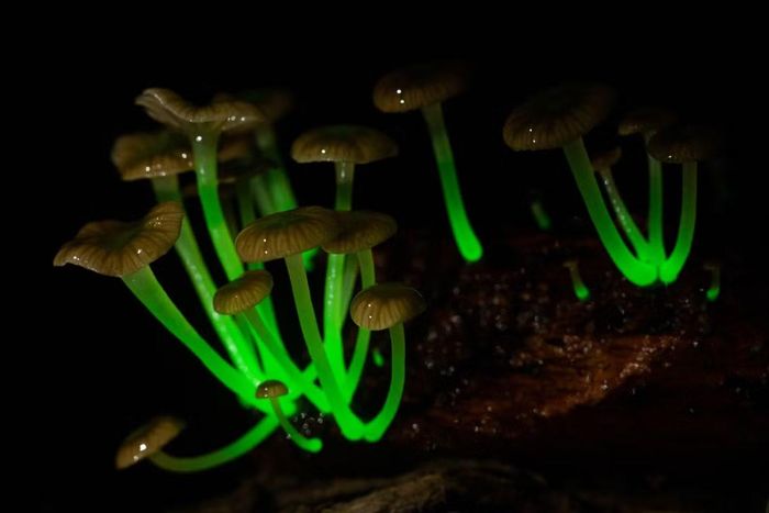 Ảnh: nationalgeographic