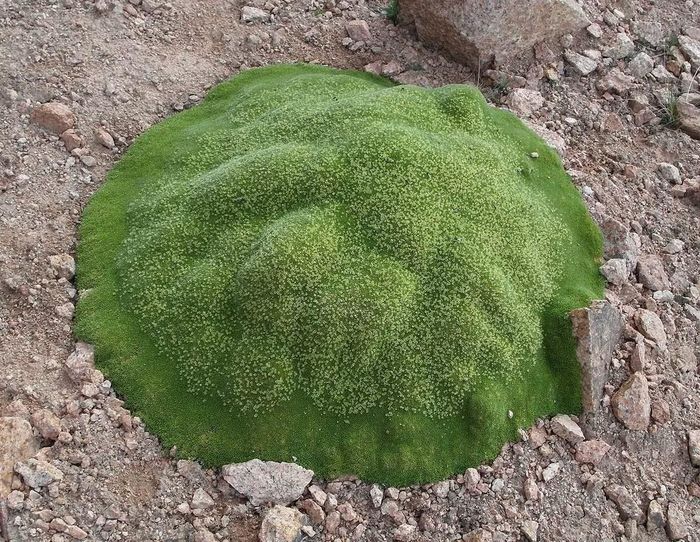 Ảnh: plantarium