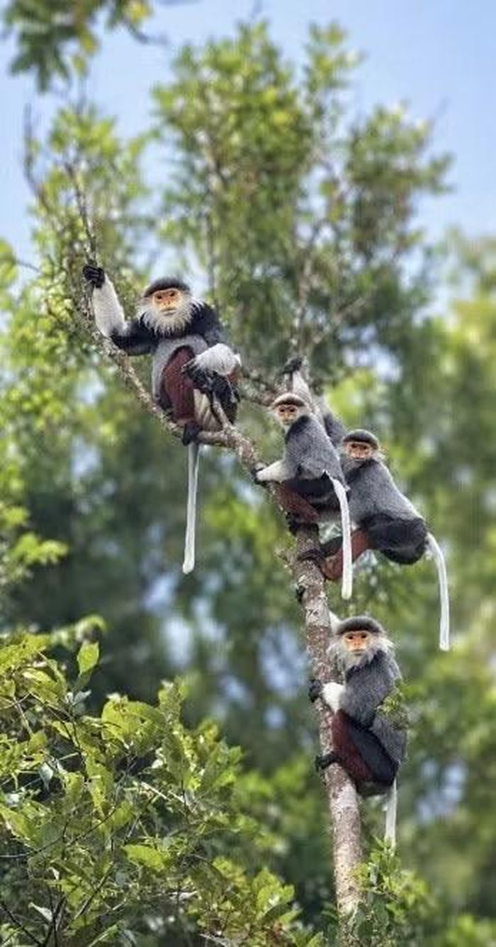 Số lượng đàn Voọc chà vá chân nâu này là 4 con.