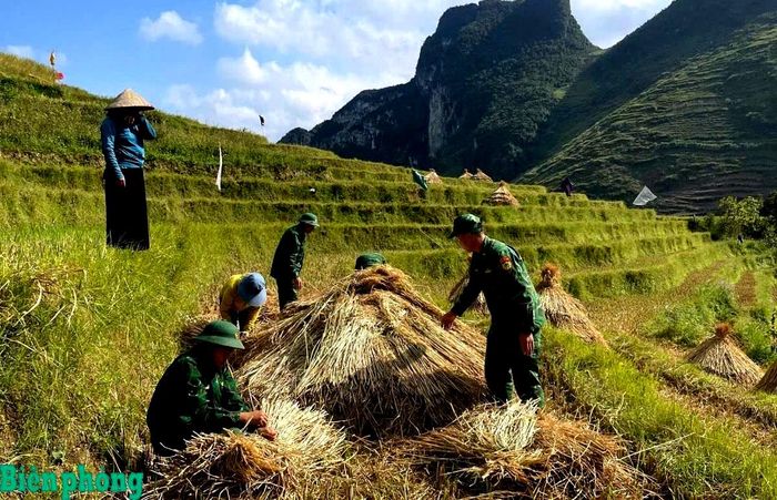 .... và thu gom rơm rạ để phục vụ chăn nuôi gia súc vào mùa Đông. Ảnh: Ngọc Quý
