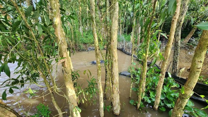 Nông dân áp dụng giải pháp tức thời ngăn nước tràn vào nội đồng.