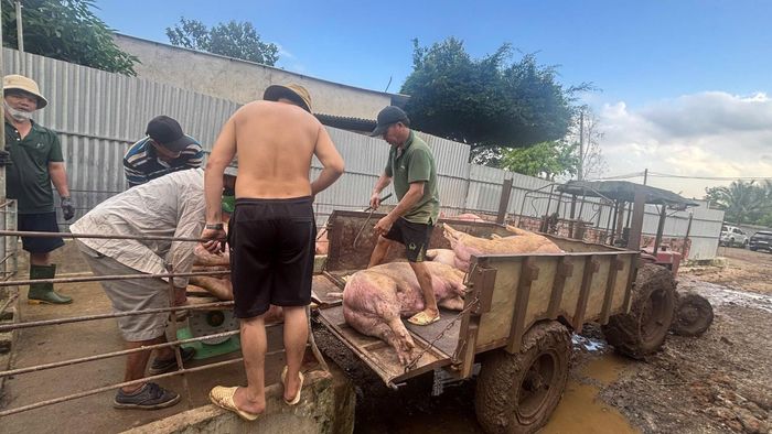 Heo nhiễm chất cấm đang được mang đi giết mổ tiêu thụ ra thị trường.