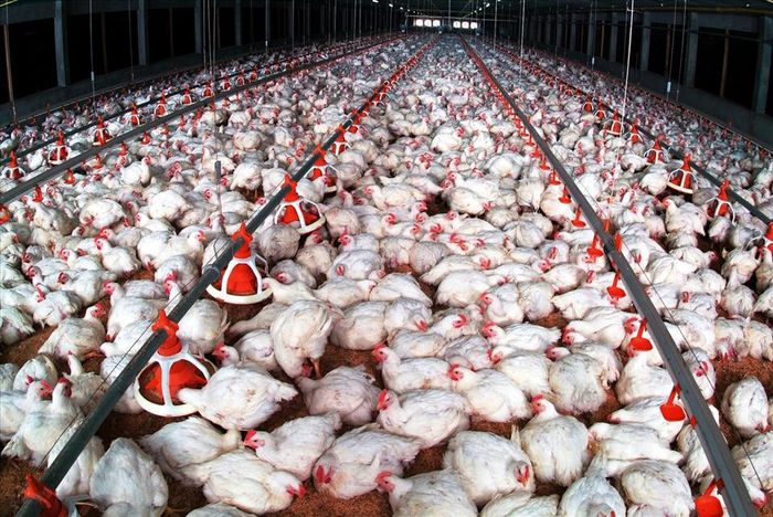 Người chăn nuôi gà công nghiệp ở khu vực miền Nam vẫn chịu thua lỗ nặng. Ảnh: LĐ