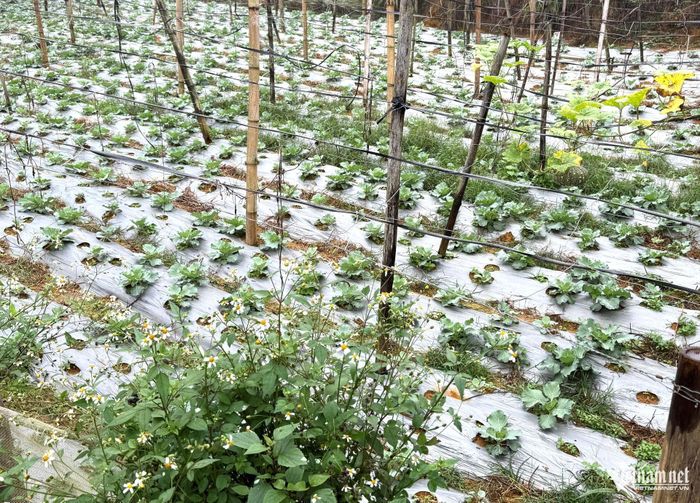 Anh Cao quyết định lắp đặt hệ thống tưới nhỏ giọt tiết kiệm nước để khắc phục tình trạng thiếu nước ở vùng cao. Ảnh: Bình Minh